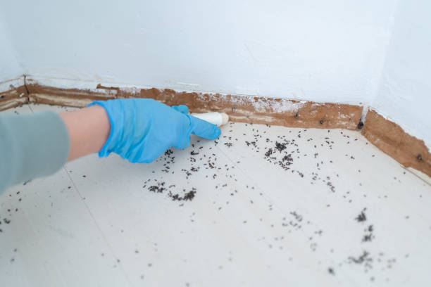 Best Termite Control Services  in Somonauk, IL
